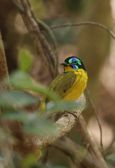Philepitta schlegeli