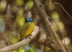 Philepitta schlegeli