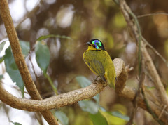 Philepitta schlegeli