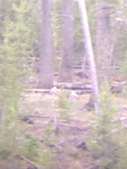 Canis lupus occidentalis