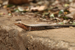 Zonosaurus laticaudatus