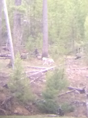 Canis lupus occidentalis