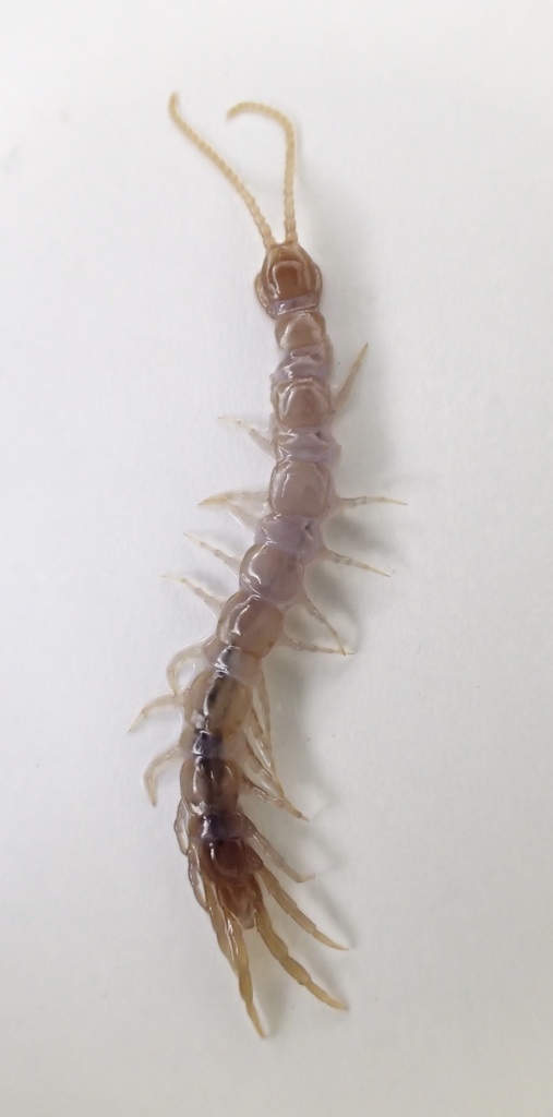 Lithobius ferganensis