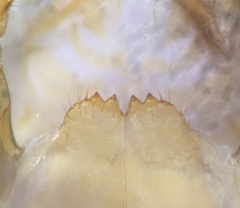 Lithobius ferganensis