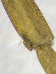 Lithobius ferganensis