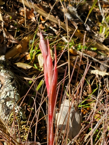 Tillandsia bartramii image