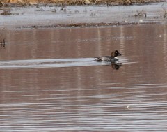 Bucephala clangula clangula