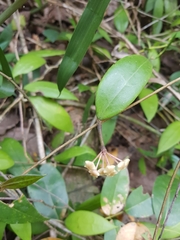 Hoya