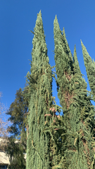 Cupressus sempervirens