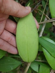 Hoya