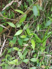 Hoya