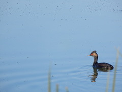 Podiceps nigricollis
