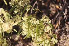 Geijera linearifolia