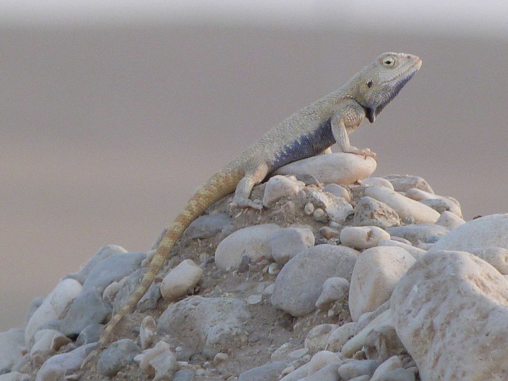 Brilliant Ground Agama