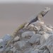 Agama Brillante de Tierra - Photo (c) pgkaestner, algunos derechos reservados (CC BY-NC), subido por pgkaestner
