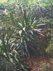 Dracaena maingayi