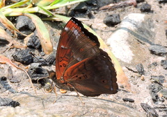 Rohana
