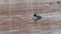 Bucephala clangula clangula