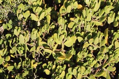 Roepera billardierei