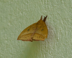 Catacantha ferruginea