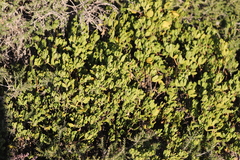 Roepera billardierei