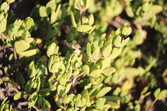 Roepera billardierei