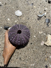 Heliocidaris erythrogramma