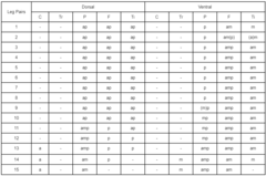 Lithobius ferganensis