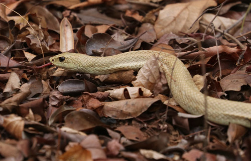 Blonde Hognose Snake