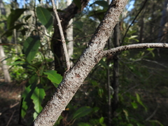 Persoonia cornifolia