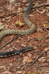 Malagasy Giant Hognose Snake photo 2