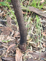 Persoonia cornifolia
