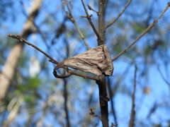 Persoonia cornifolia