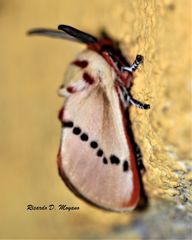 Trosia nigropunctigera