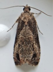 Olethreutes connectum