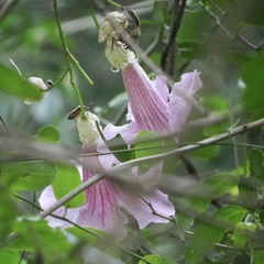 Podranea