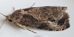 Olethreutes connectum
