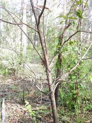 Persoonia cornifolia