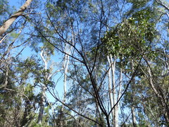 Persoonia cornifolia