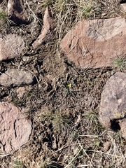 Lomatium austiniae