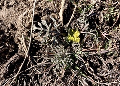 Lomatium austiniae