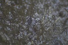 Sordaria macrospora