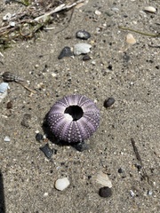 Heliocidaris erythrogramma