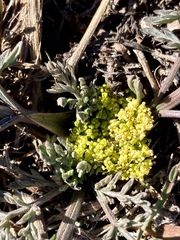 Lomatium austiniae