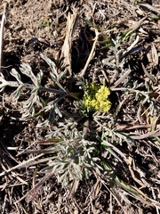 Lomatium austiniae