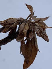 Andricus quercusfrondosus