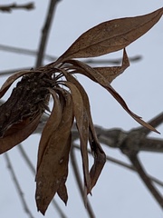 Andricus quercusfrondosus