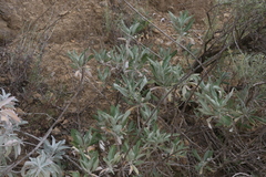 Salvia apiana × mellifera