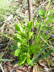 Persoonia cornifolia