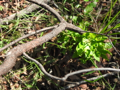 Persoonia cornifolia